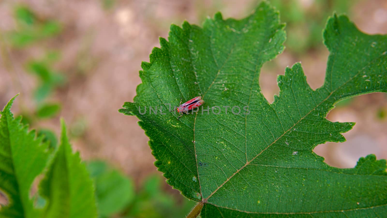 Red insect on a green leaf in the garden
