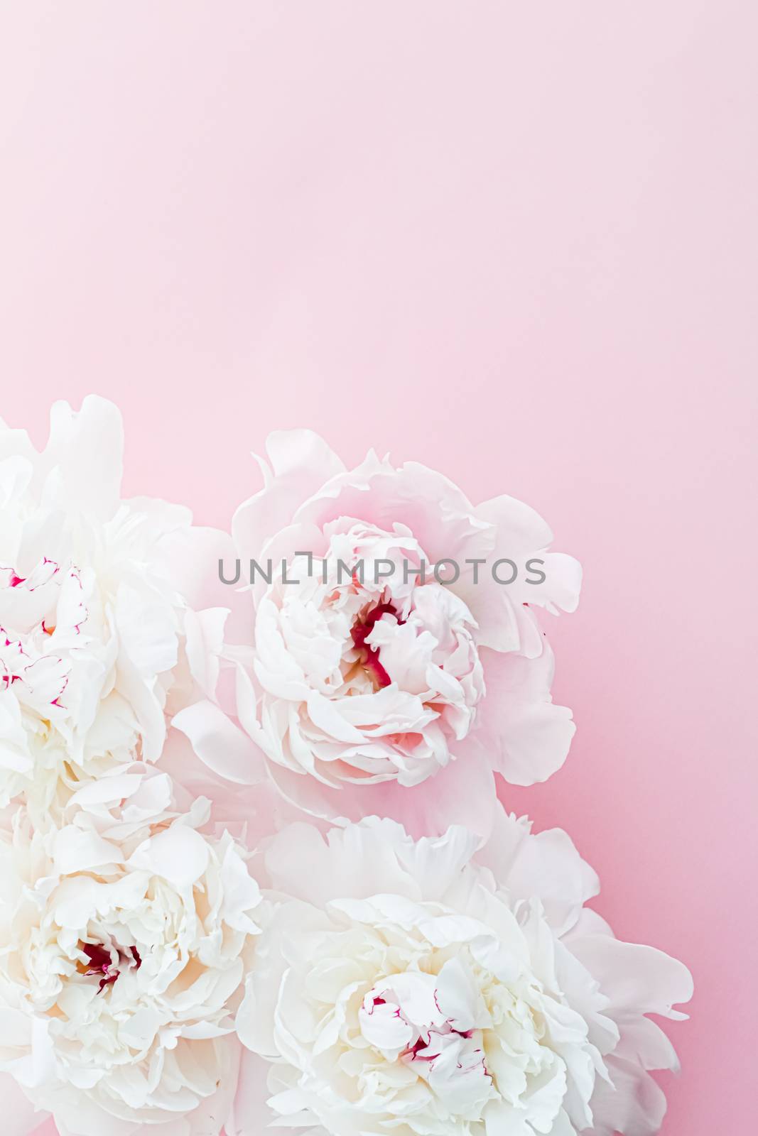 White peony flowers as floral art on pink background, wedding flatlay and luxury branding by Anneleven