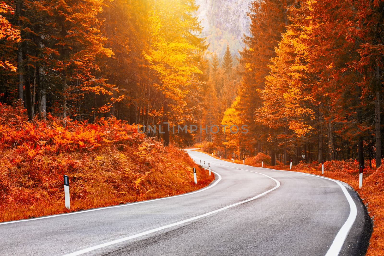View of winding road. Asphalt roads in the Italian Alps in South Tyrol, during autumn season. Autumn scene with curved road and yellow larches from both sides in alp forest. Dolomite Alps. Italy