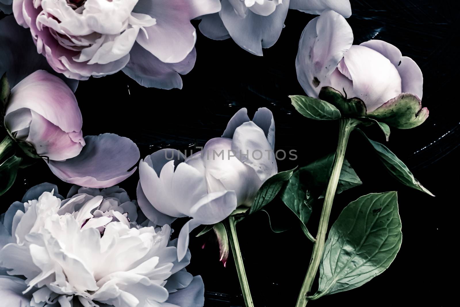 Pastel peony flowers as floral art background, botanical flatlay and luxury branding design