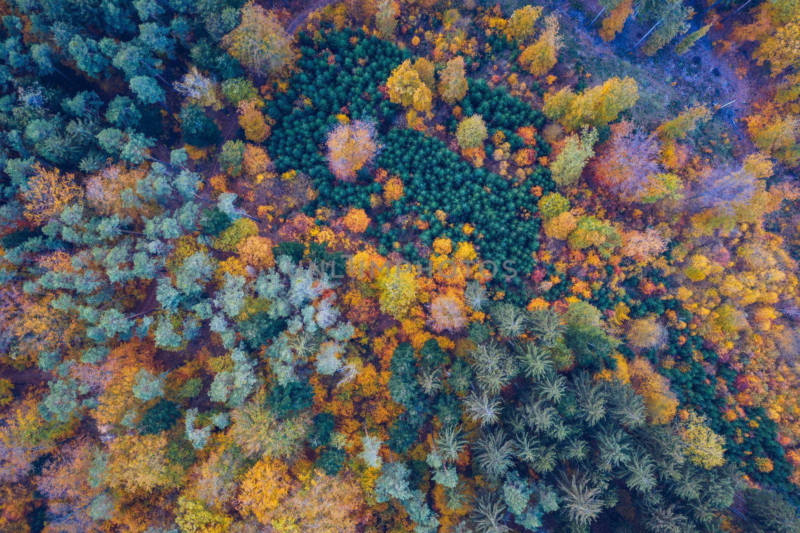 Aerial top down view of autumn forest with green and yellow trees. Mixed deciduous and coniferous forest. Autumn forest from above. Colorful forest aerial view. Scenic yellow trees in woodland.