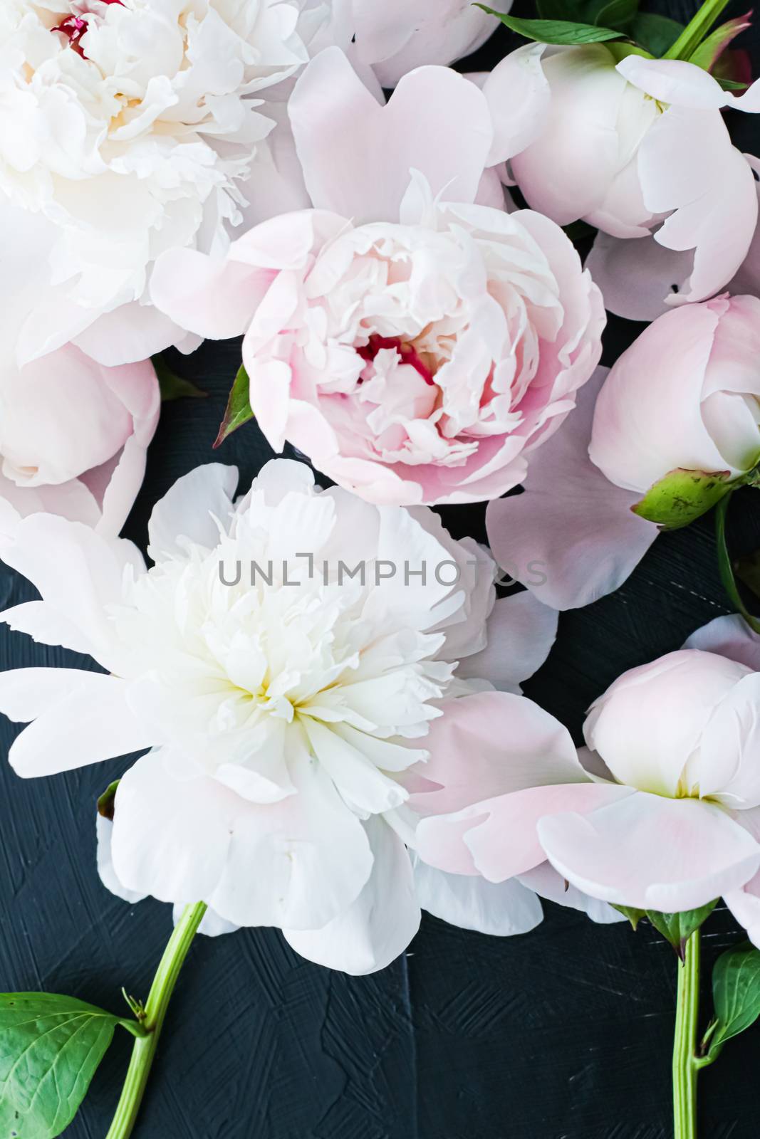 Blooming peony flowers as floral art background, botanical flatlay and luxury branding design