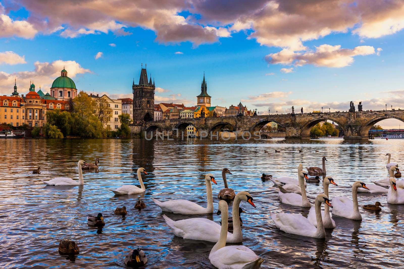 View of Prague Charles bridge near the Vltava river. Swan on the river. Swans swim in the Vltava river. Charles Bridge at sunset, Swans swim. Charles Bridge in Prague with swans in the foreground.