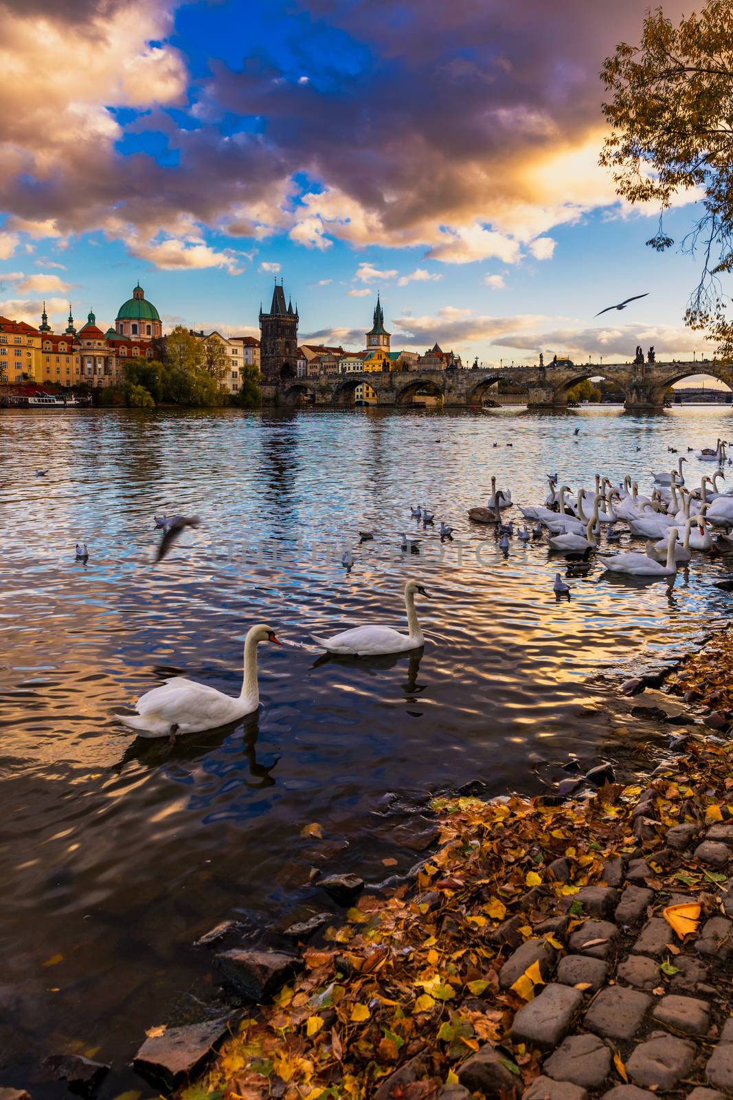 View of Prague Charles bridge near the Vltava river. Swan on the river. Swans swim in the Vltava river. Charles Bridge at sunset, Swans swim. Charles Bridge in Prague with swans in the foreground.
