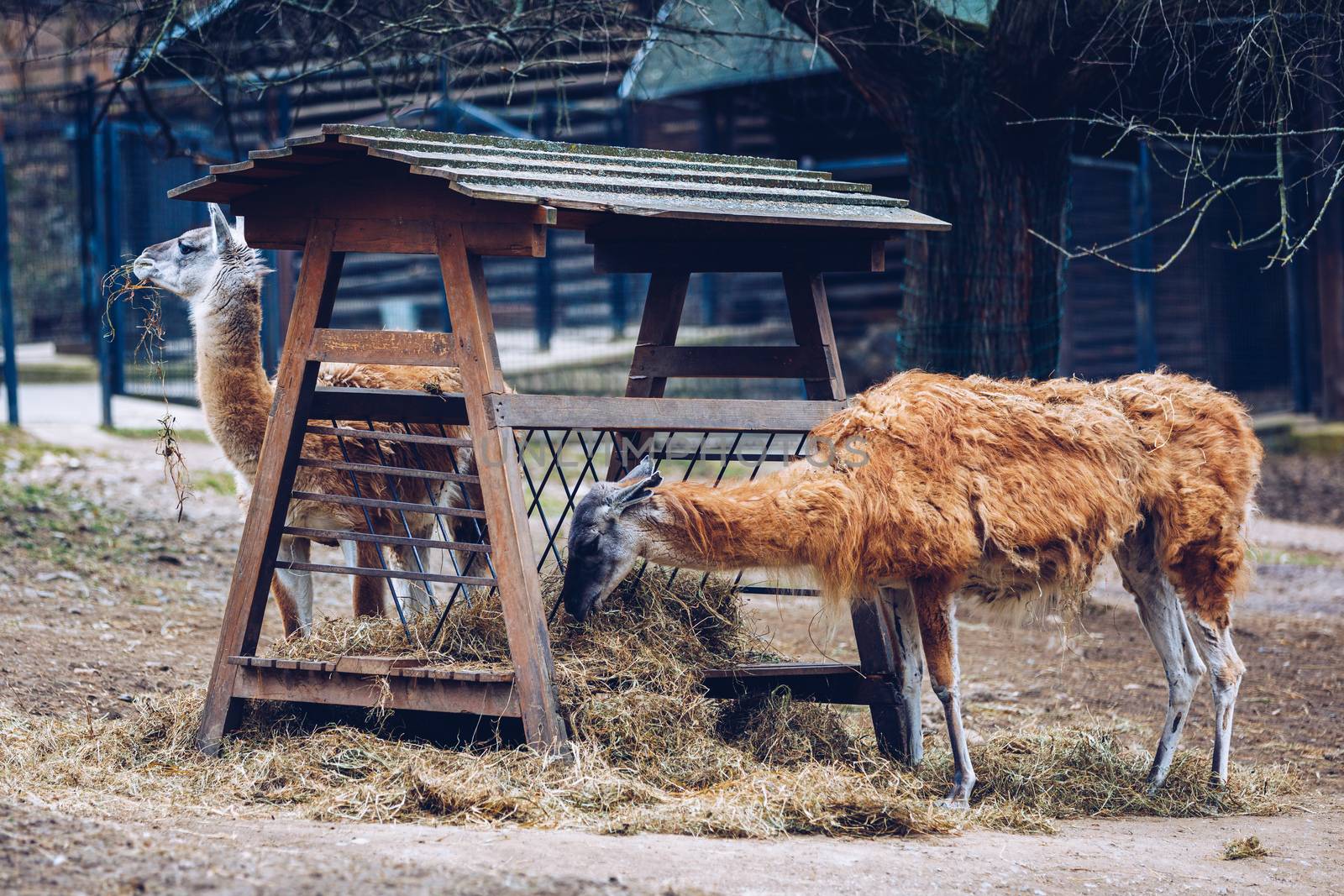 Brown Llamas at Prague Zoo. Alpaca is laying on ground in the zoo of Prague. South American llamas in the zoo aviary at the feeder.