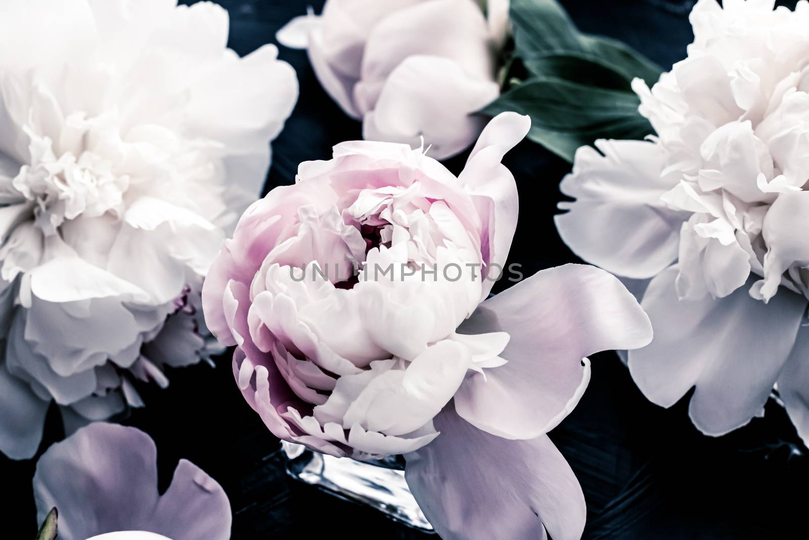 Pastel peony flowers as floral art background, botanical flatlay and luxury branding design