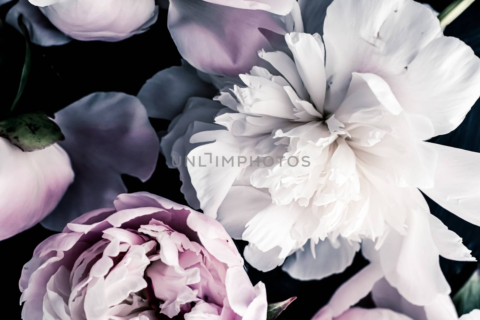 Pastel peony flowers as floral art background, botanical flatlay and luxury branding by Anneleven