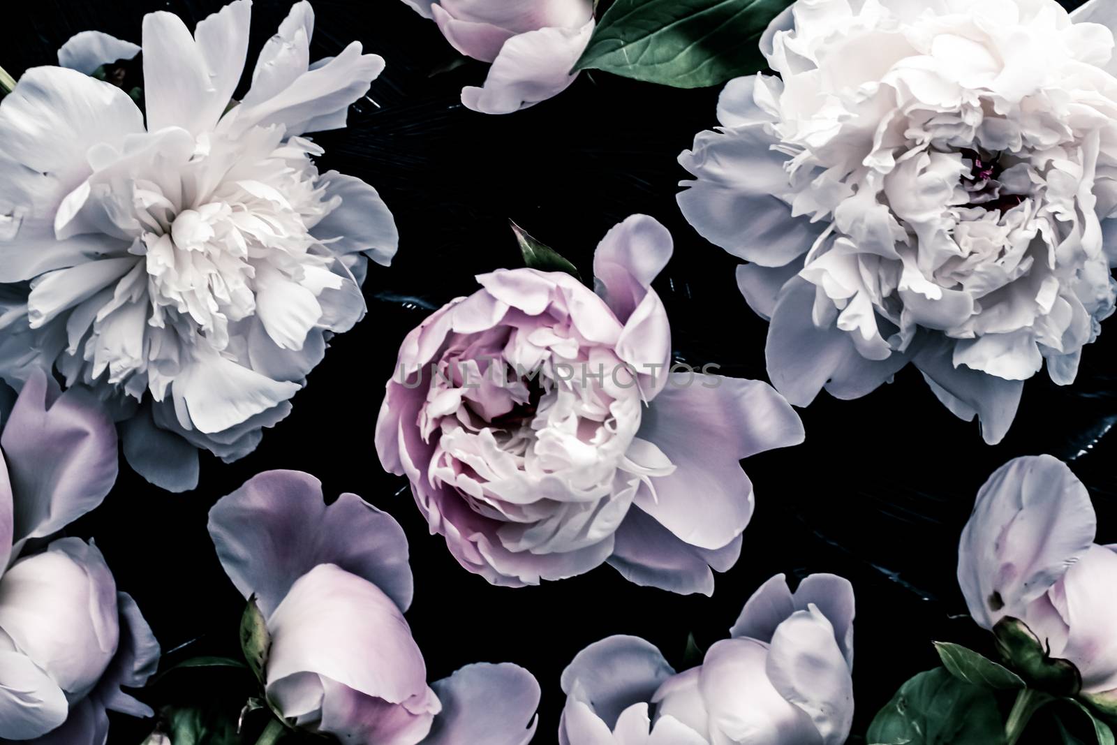 Pastel peony flowers as floral art background, botanical flatlay and luxury branding design