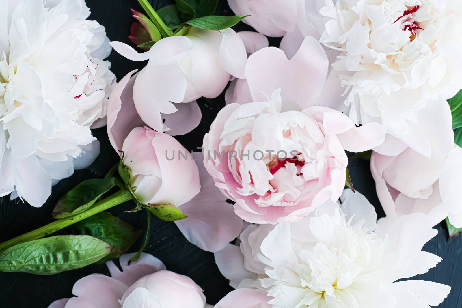 Blooming peony flowers as floral art background, botanical flatlay and luxury branding design