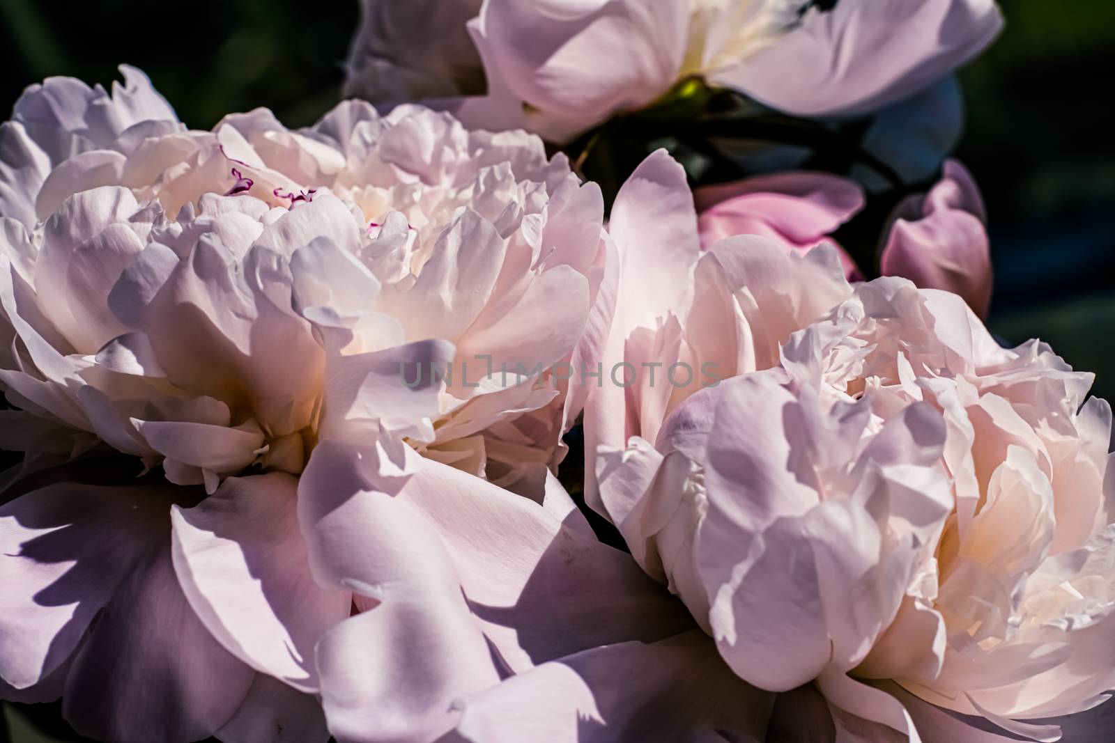 Peony flowers as luxury floral art background, wedding decor and event branding design