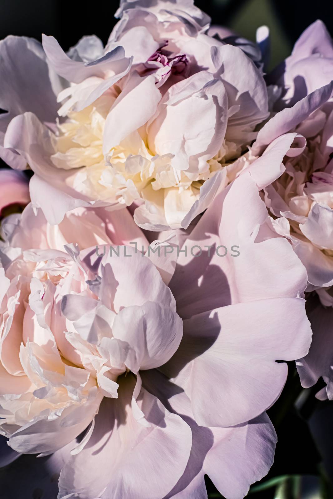 Peony flowers as luxury floral art background, wedding decor and event branding by Anneleven