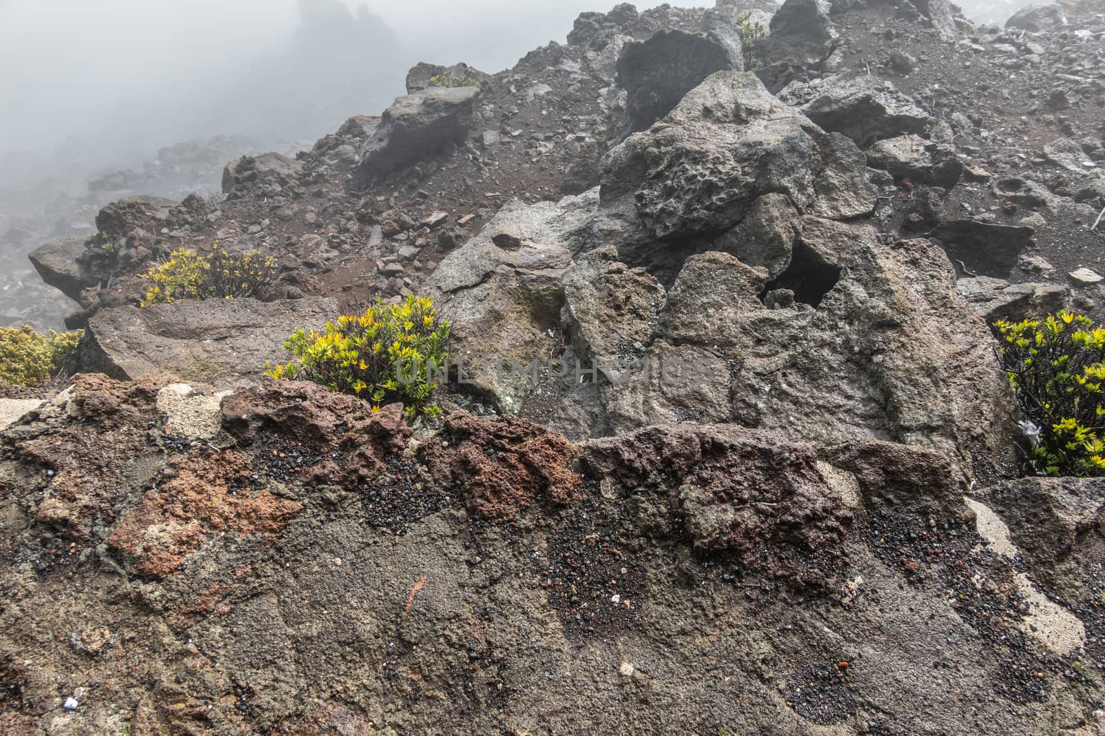 Haleakala Volcano, Maui, Hawaii, USA. - January 13, 2020: some green and yellow vegetation at the edge of the crater among gray, black and brown stones and lava. Clouds and fog hang in crater.