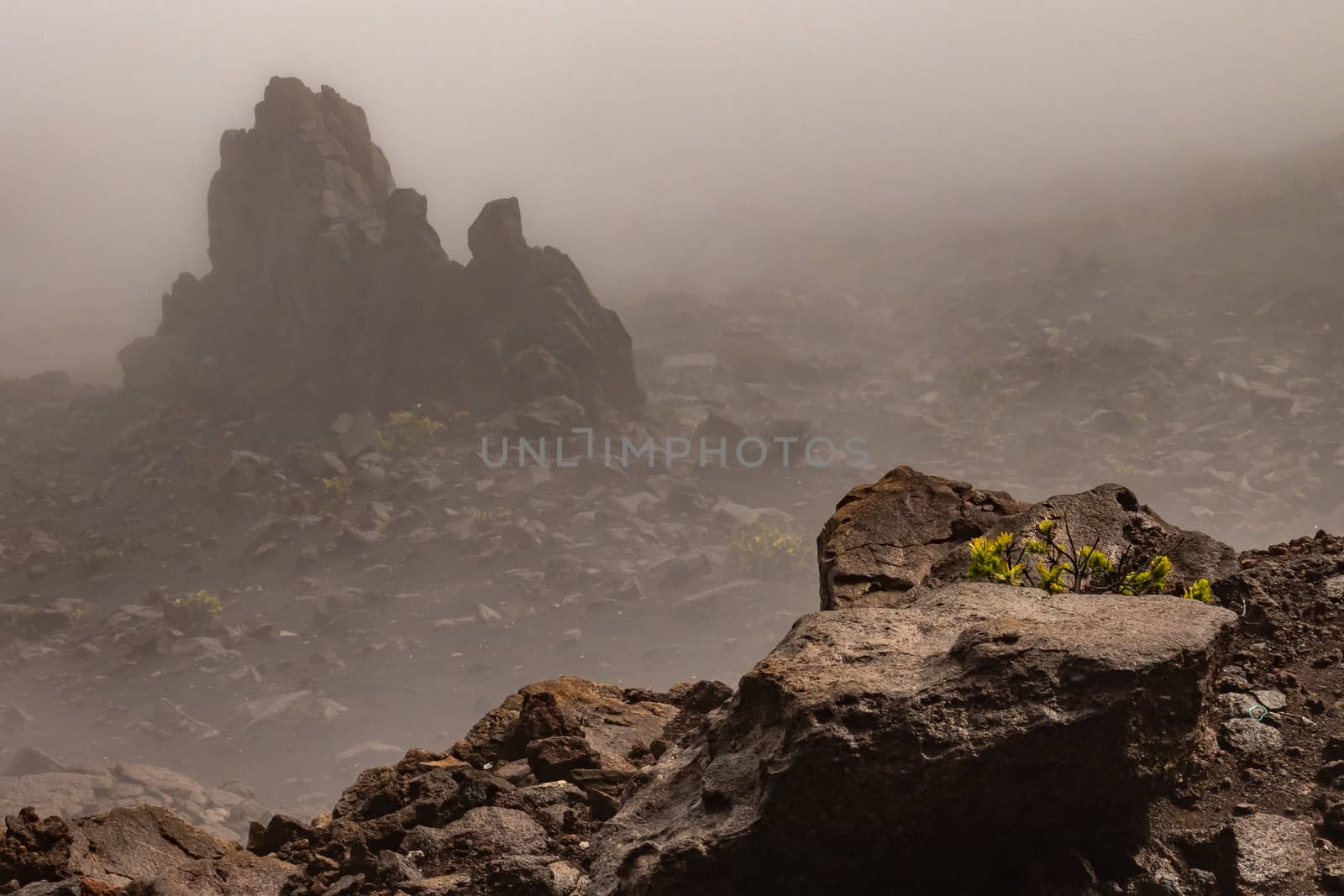 Haleakala Volcano, Maui, Hawaii, USA. - January 13, 2020: Dense brownish fog overwhelms the peak of the volcano at crater edge. One sole yellow and green plant among the rocks and lava.