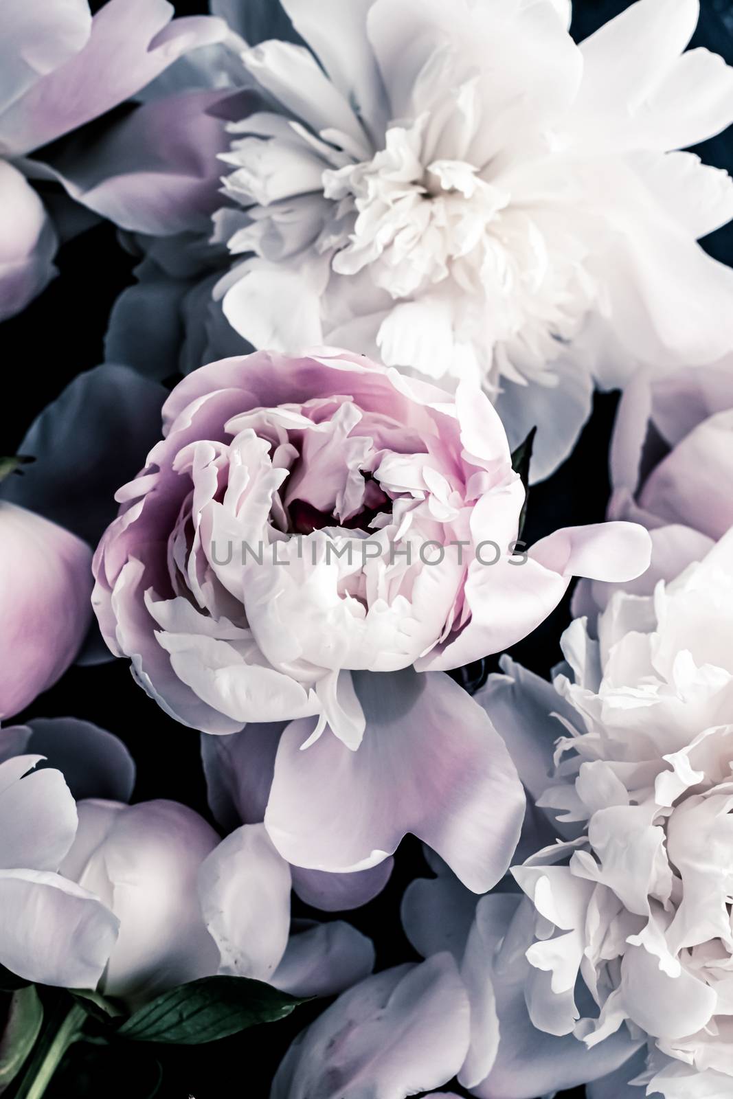 Pastel peony flowers as floral art background, botanical flatlay and luxury branding by Anneleven