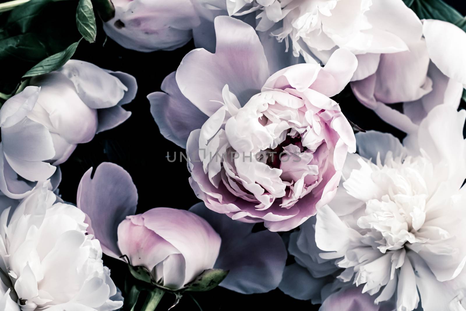 Pastel peony flowers as floral art background, botanical flatlay and luxury branding design