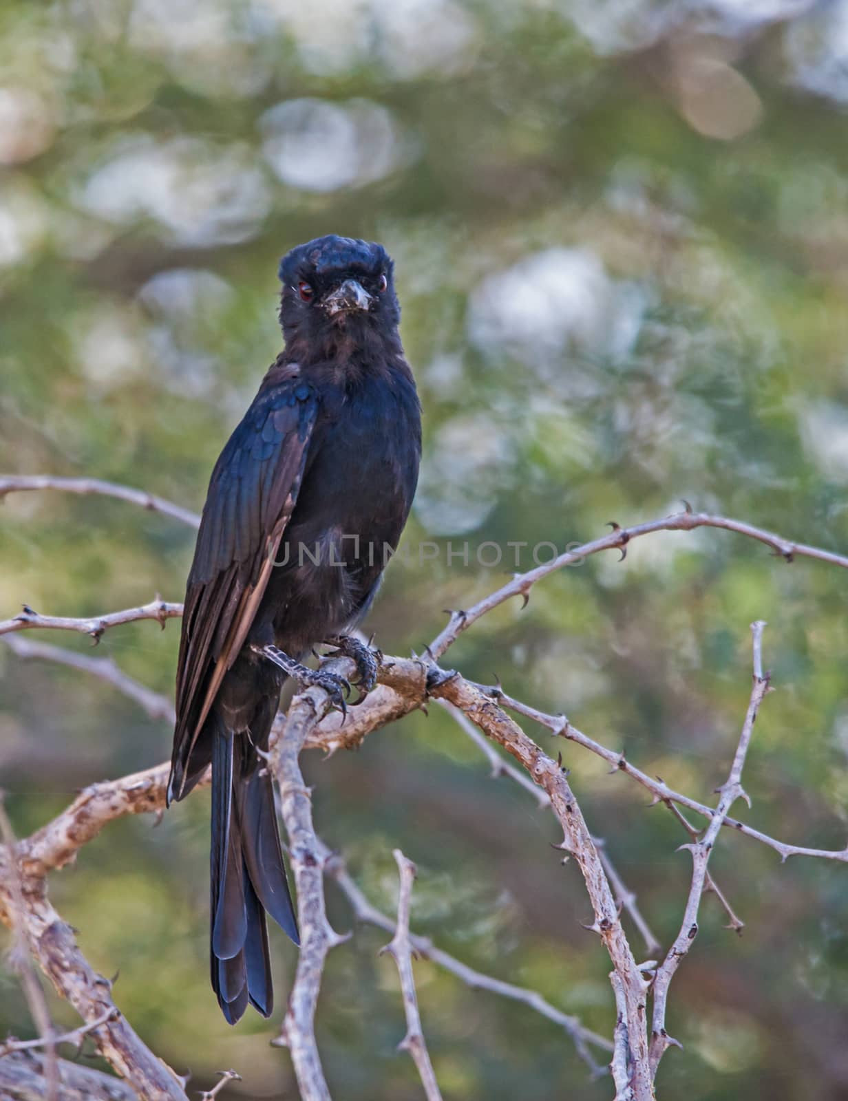 The Fork-tailed Drongo (Dicurus adsimilis) hunts insects from a perch or often follow large animals to hunt disturbed insects. They are also known to steal prey from other insectivores.