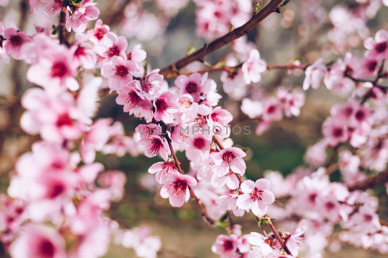 Spring border background with blossom, close-up. Abstract floral spring background. Blossoms over blurred nature background/ Spring flowers/Spring Background with bokeh