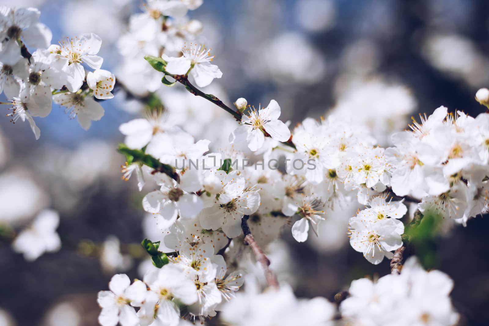 Spring border background with blossom, close-up. Abstract floral spring background. Blossoms over blurred nature background/ Spring flowers/Spring Background with bokeh