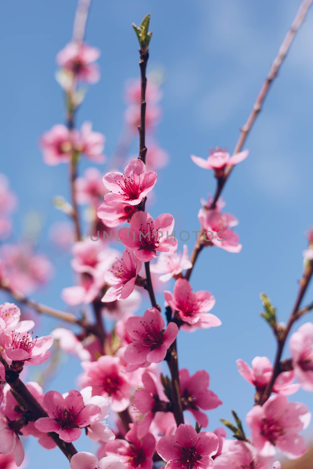 Flowering cherry against a blue sky. Cherry blossoms. Spring bac by DaLiu