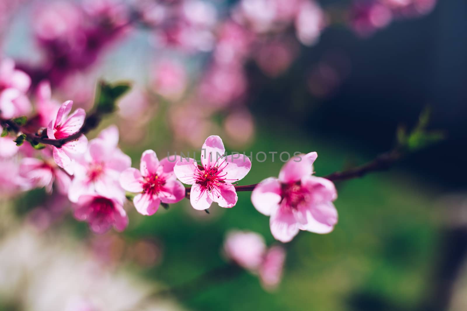 Spring border background with blossom, close-up. Abstract floral by DaLiu