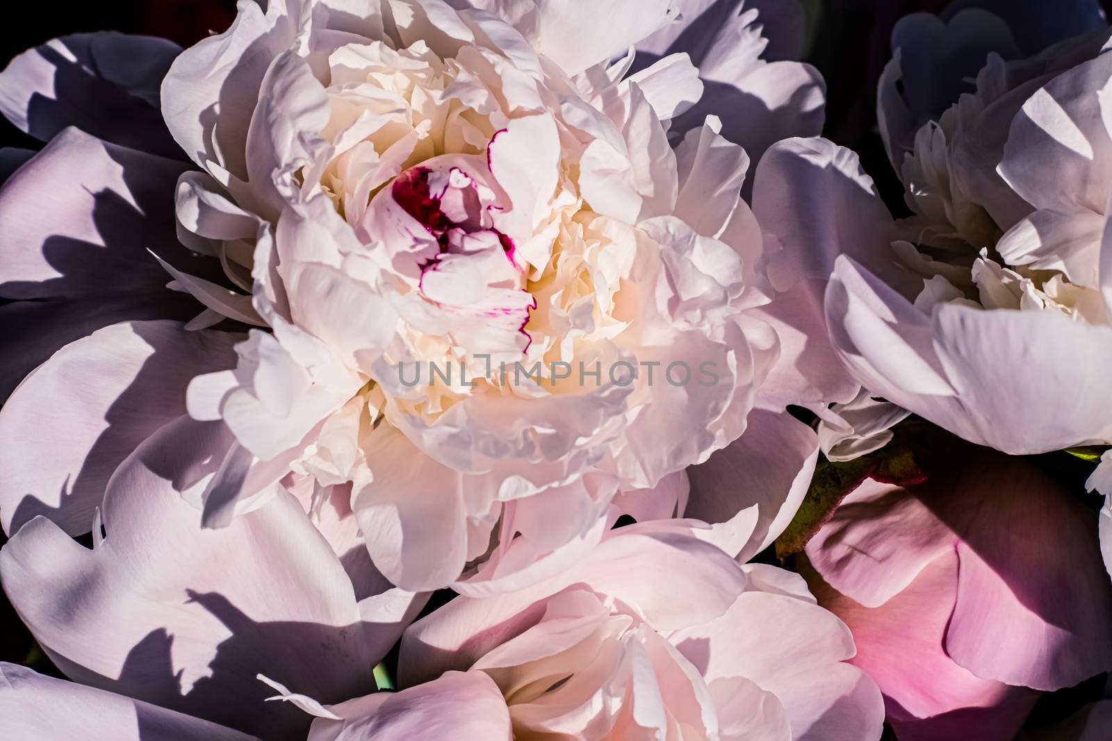 Peony flowers as luxury floral art background, wedding decor and event branding by Anneleven