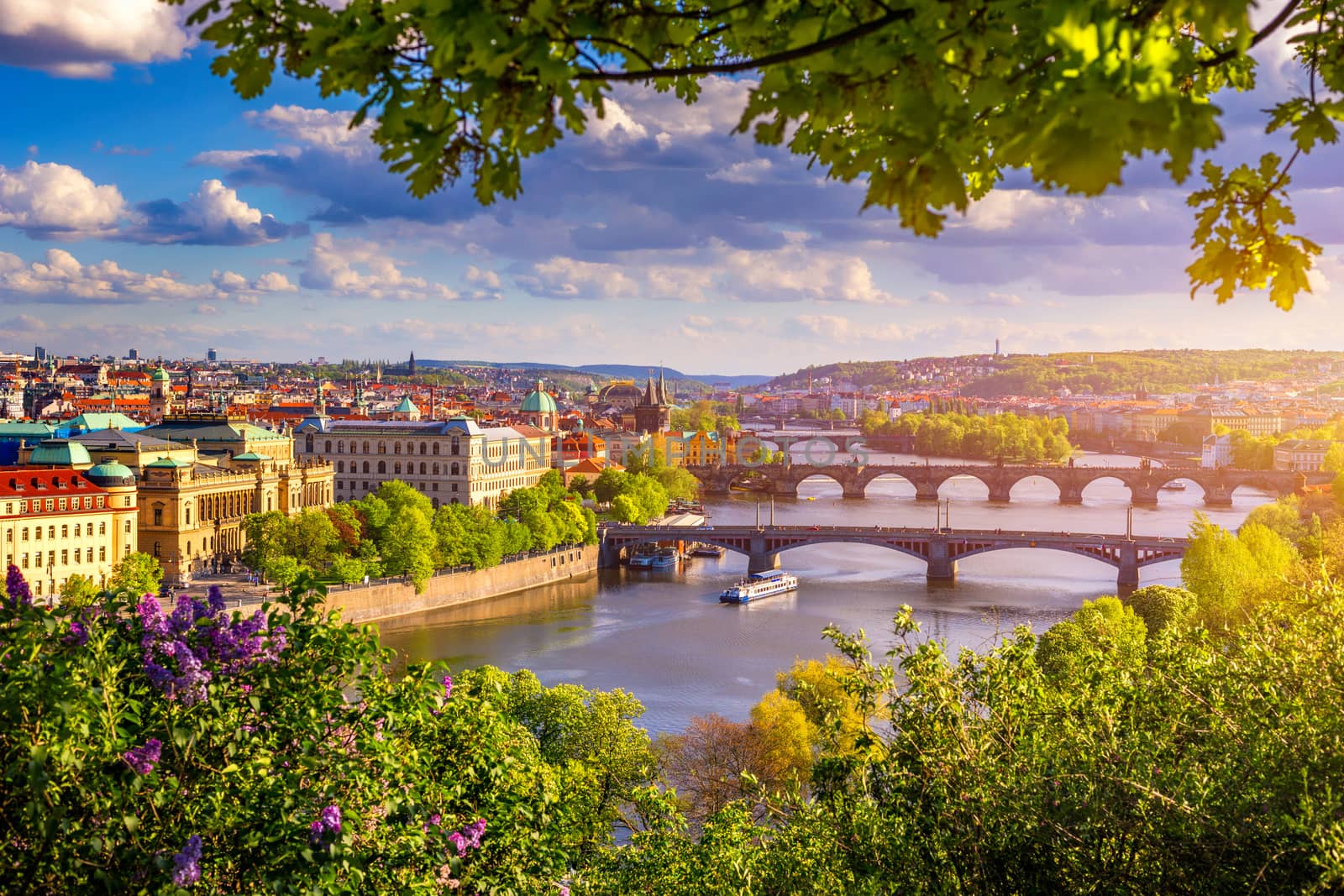 Amazing spring cityscape, Vltava river and old city center with colorful lilac blooming in Letna park, Prague, Czechia. Blooming bush of lilac against Vltava river and Charles bridge, Prague, Czechia.