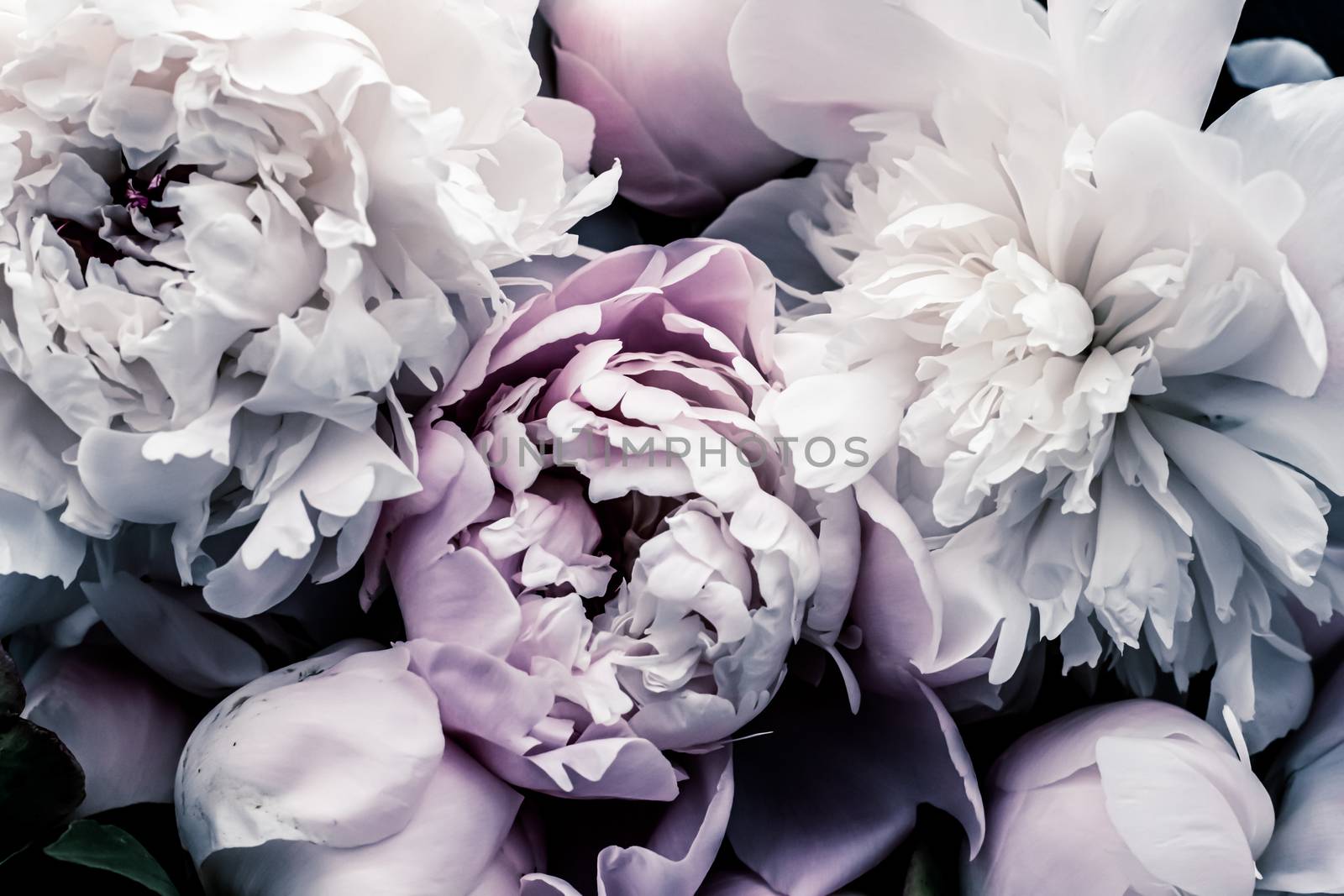 Pastel peony flowers as floral art background, botanical flatlay and luxury branding by Anneleven