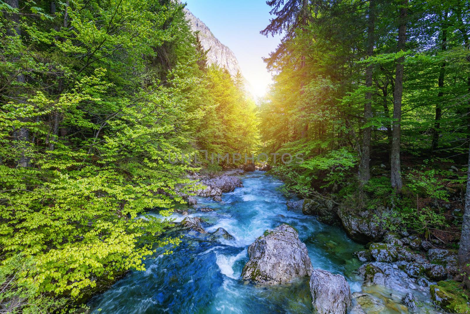 Cold mountain stream coming from Savica waterfall, river Sava near lake Bohinj, Slovenian Alps, Slovenia. The Sava Bohinjka is a headwater of the Sava River in northwestern Slovenia.