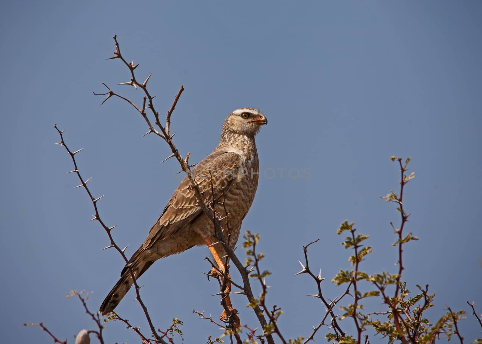 Southern Pale Chanting Goshawk Merielax canorus Juvenile 4519 by kobus_peche