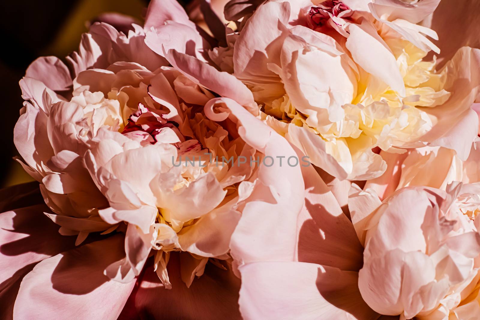 Peony flowers as luxury floral background, wedding decoration and event branding design
