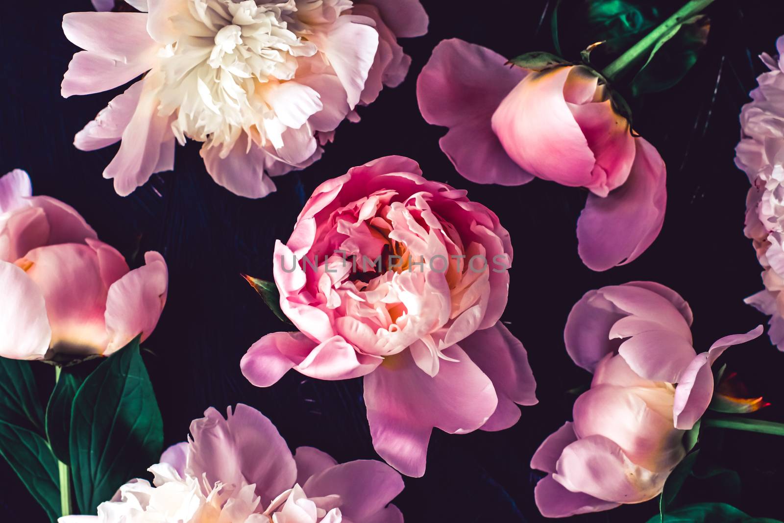 Pink peony flowers as floral art background, botanical flatlay and luxury branding by Anneleven