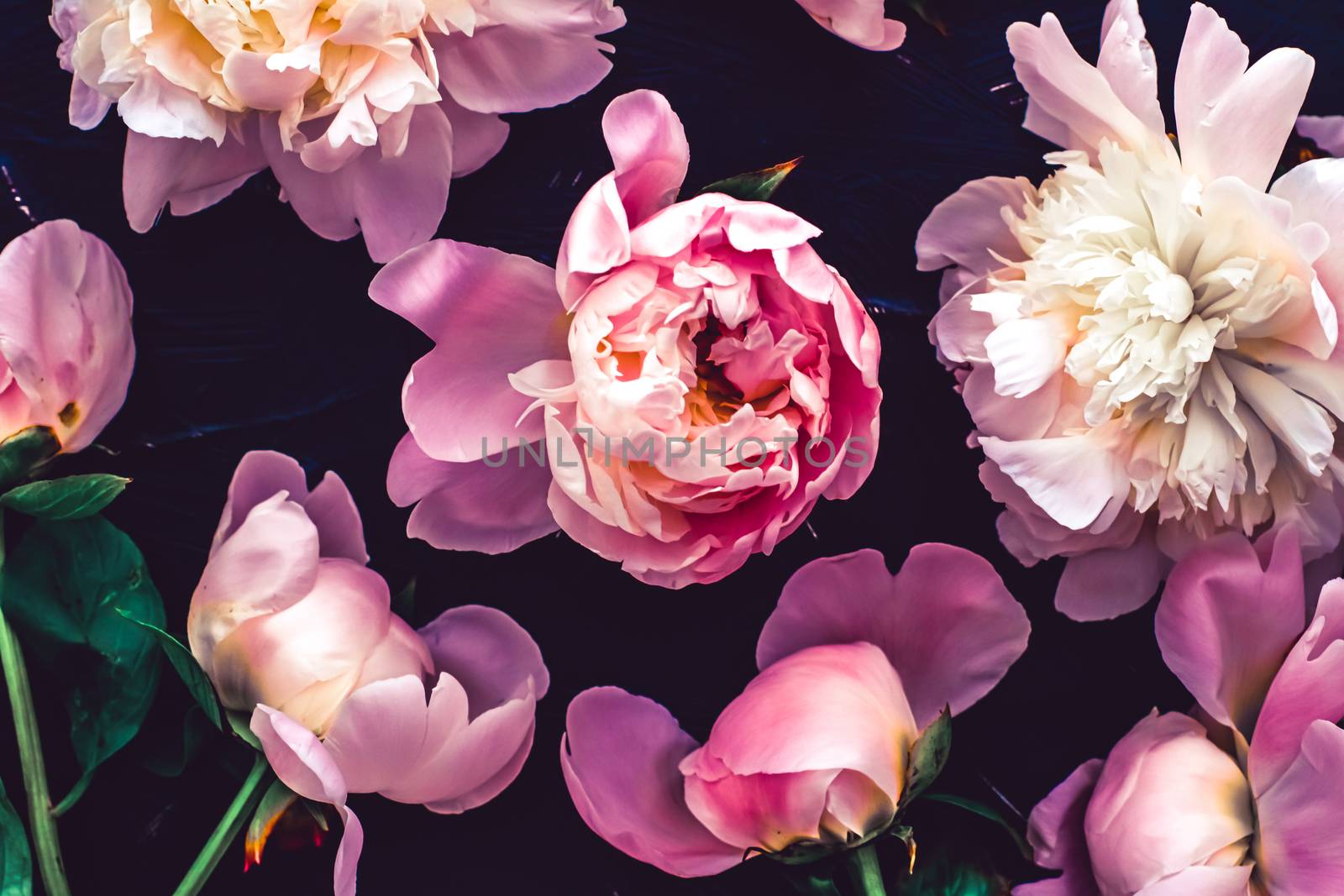 Pink peony flowers as floral art background, botanical flatlay and luxury branding by Anneleven