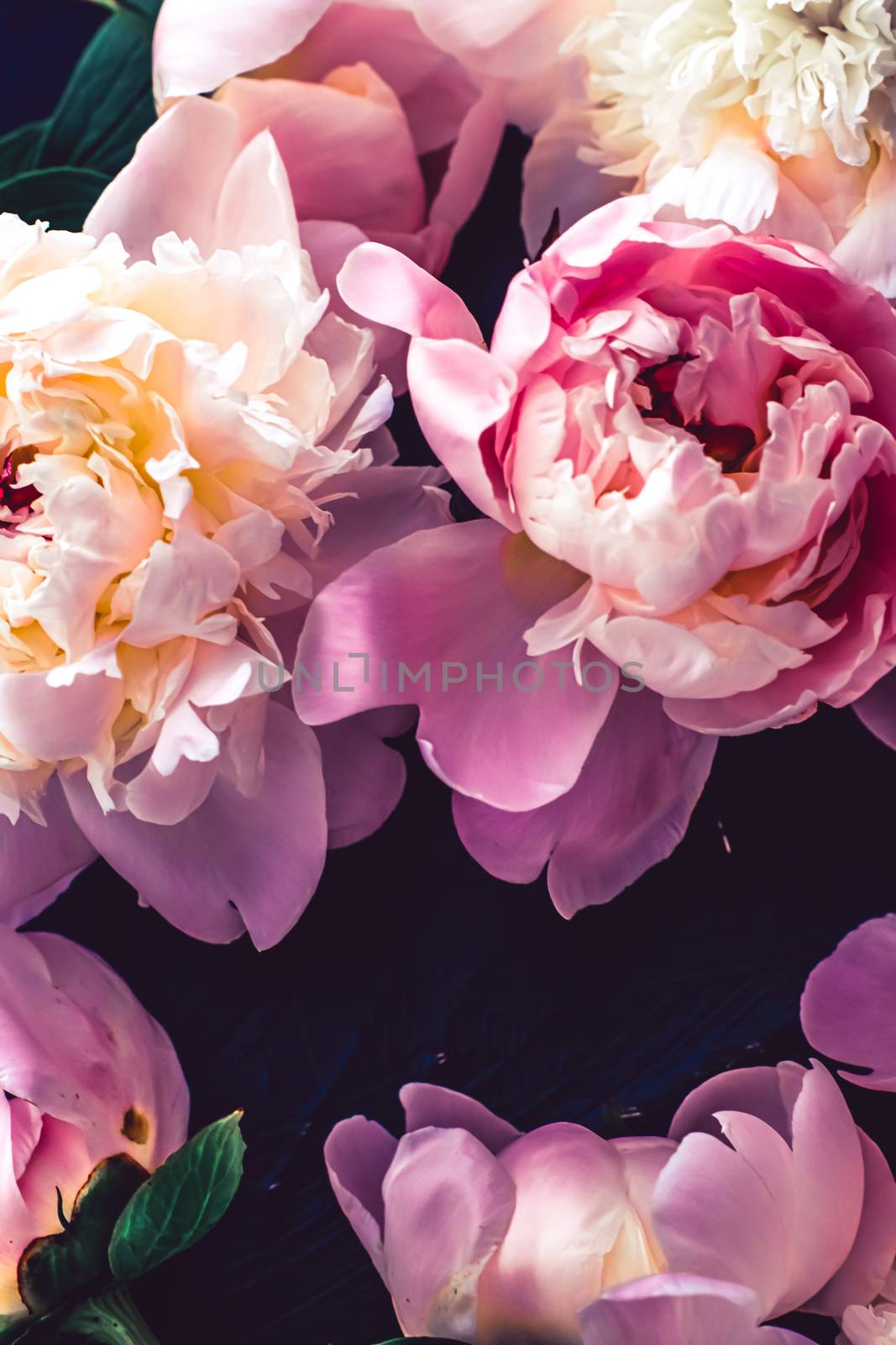 Pink peony flowers as floral art background, botanical flatlay and luxury branding by Anneleven