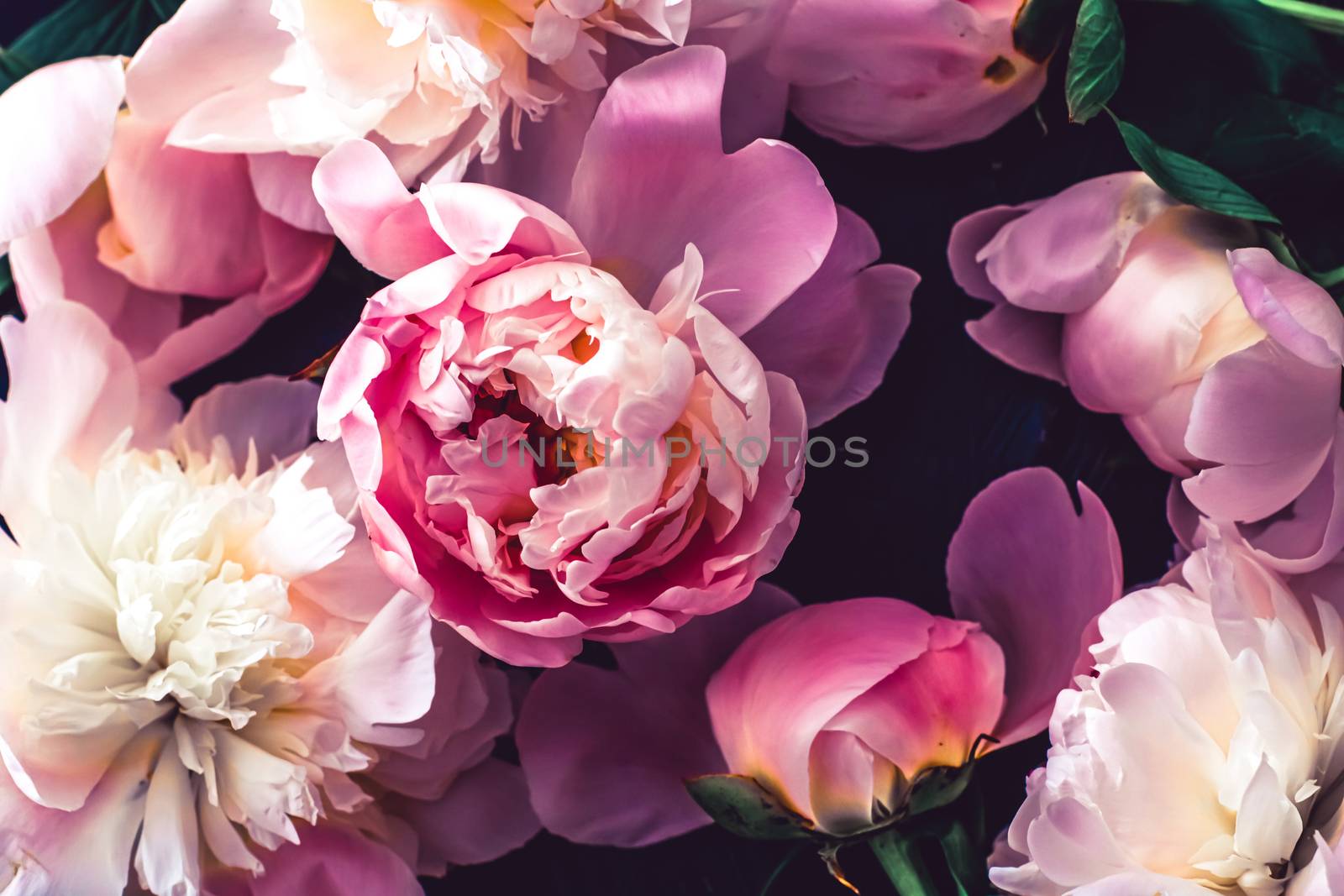 Pink peony flowers as floral art background, botanical flatlay and luxury branding design