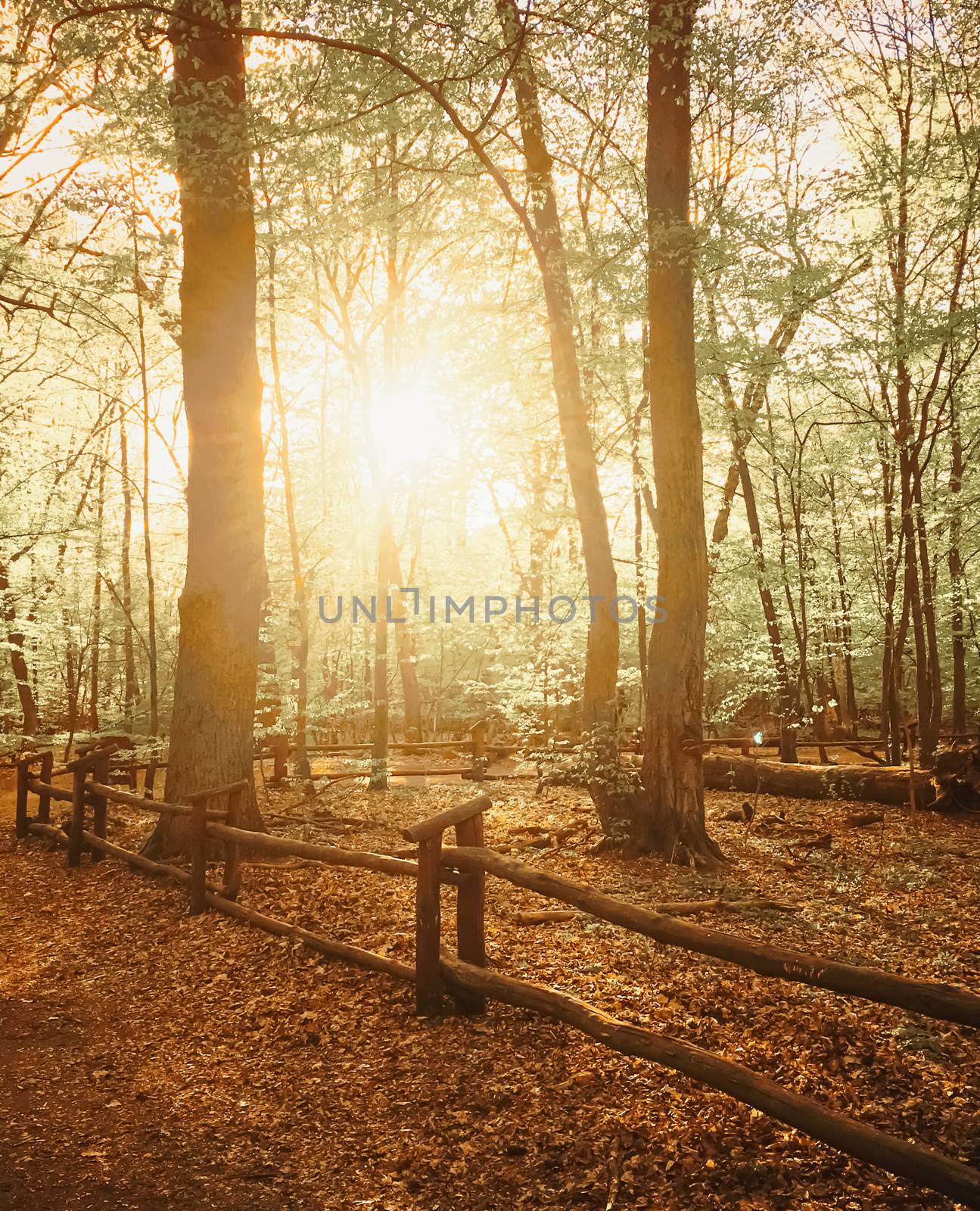 Spring forest landscape at sunset or sunrise, nature and environment