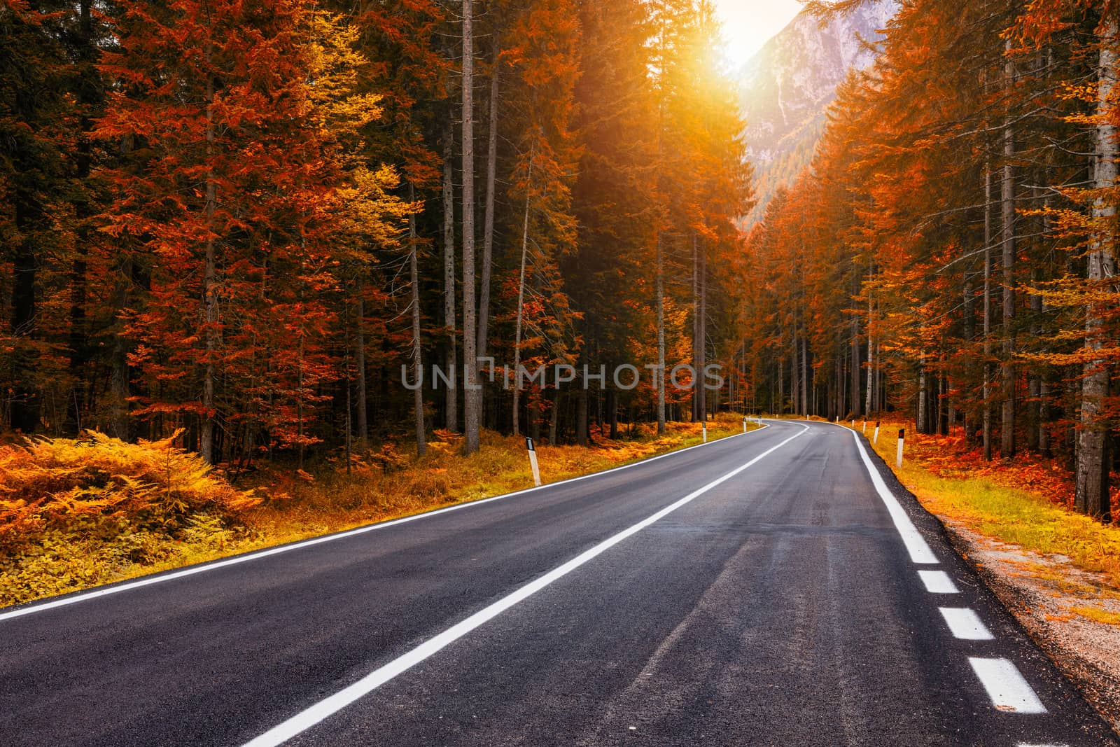 View of winding road. Asphalt roads in the Italian Alps in South Tyrol, during autumn season. Autumn scene with curved road and yellow larches from both sides in alp forest. Dolomite Alps. Italy