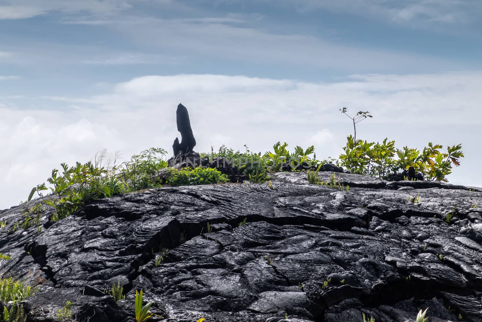 Kaimu Beach, Hawaii, USA. - January 14, 2020: Hardened black Lava field off Kilauea volcano eruption of 1990 with Hei Matau symbol on top.  Young green ferns under blue cloudscape