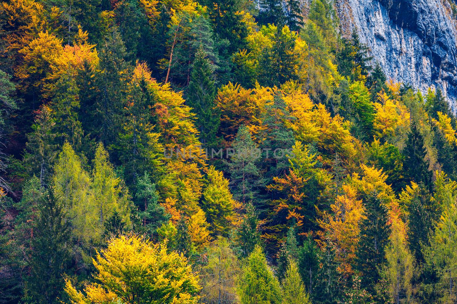 Mountain autumn landscape with colorful forest. Colorful forest on mountain autumn season. Mountain landscape with forests in autumn colors. Golden Leaves of Aspen Trees in a Mountain Forest.