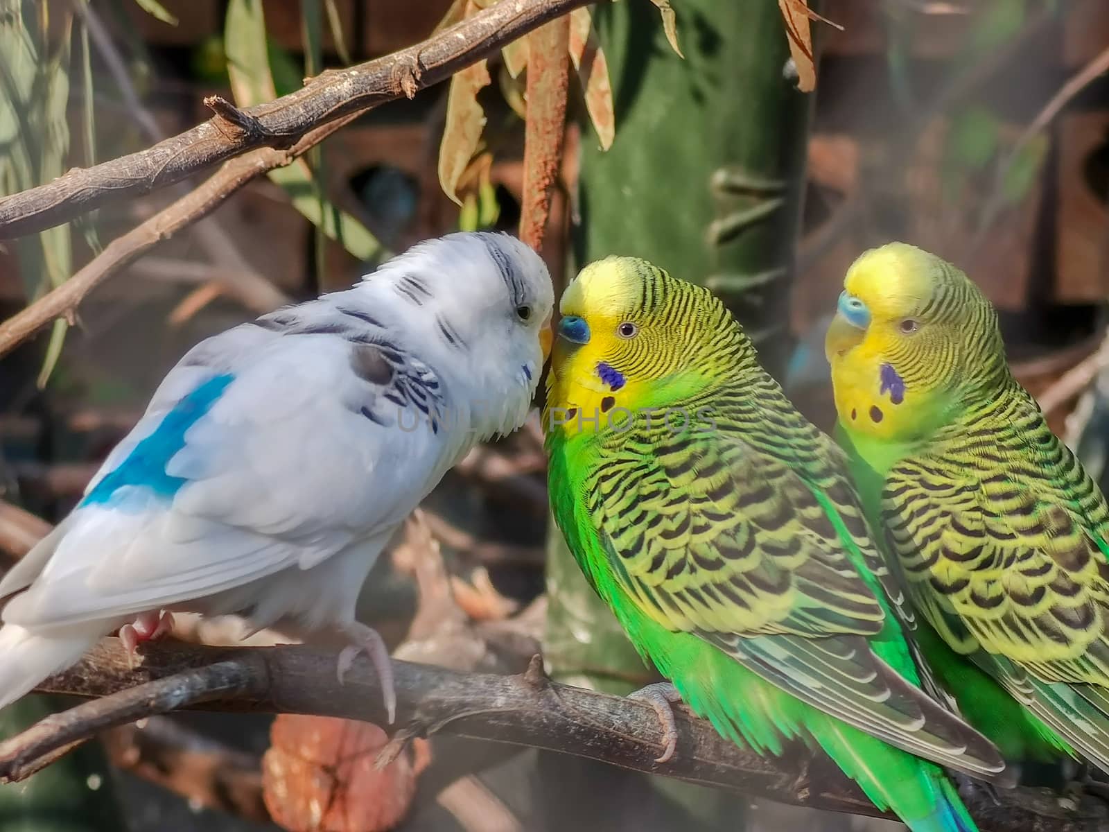a group of wonderful birds sitting in their cage