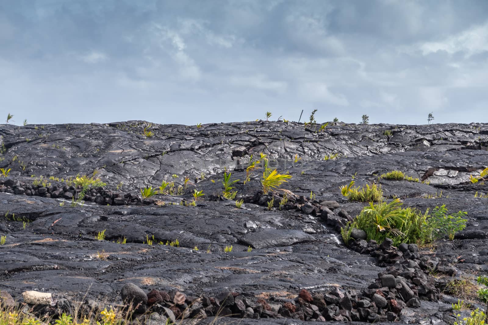 1990 lava hardened, Kaimu, Hawaii, USA. by Claudine