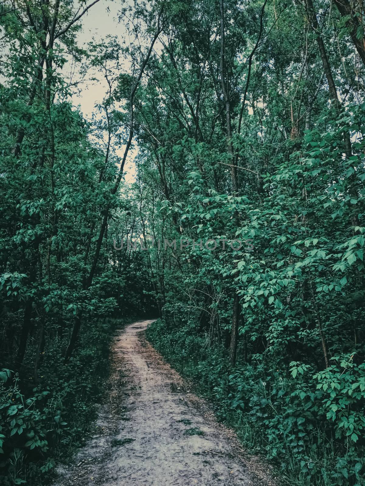 Mystery woods as wilderness landscape, amazing trees in green forest, nature and environment by Anneleven