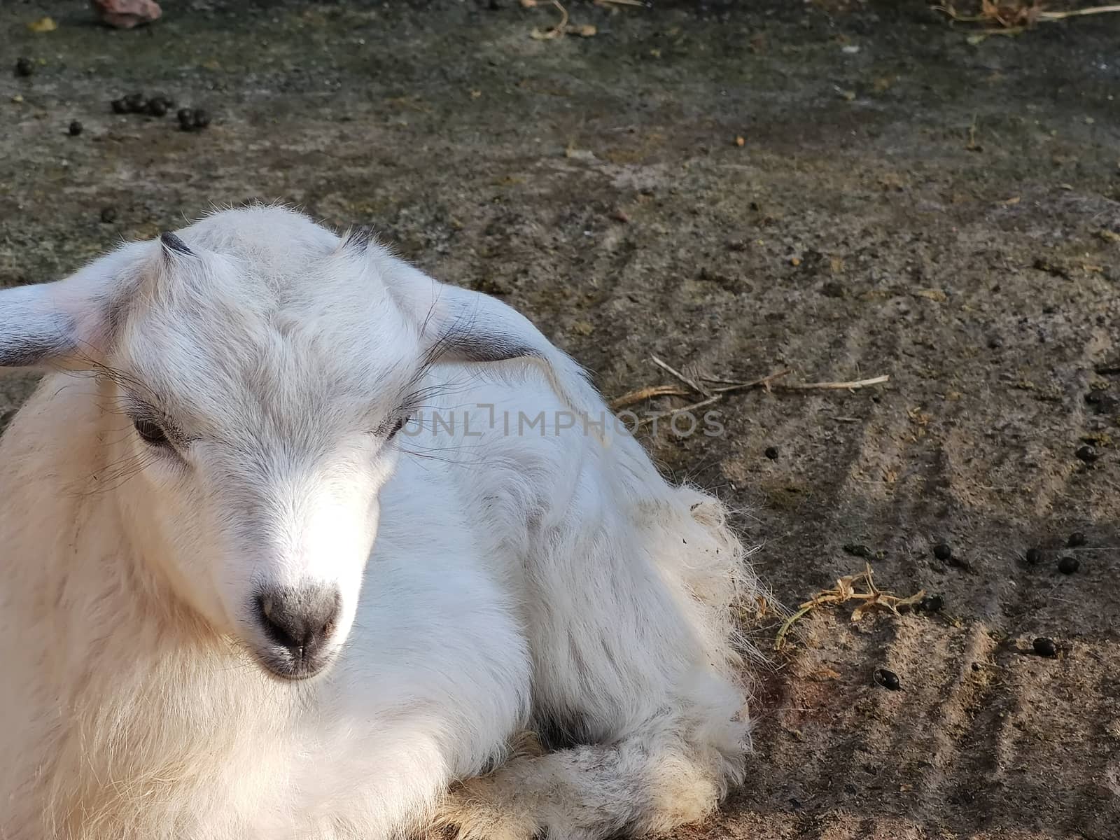 a small white goat with two horns in the fold