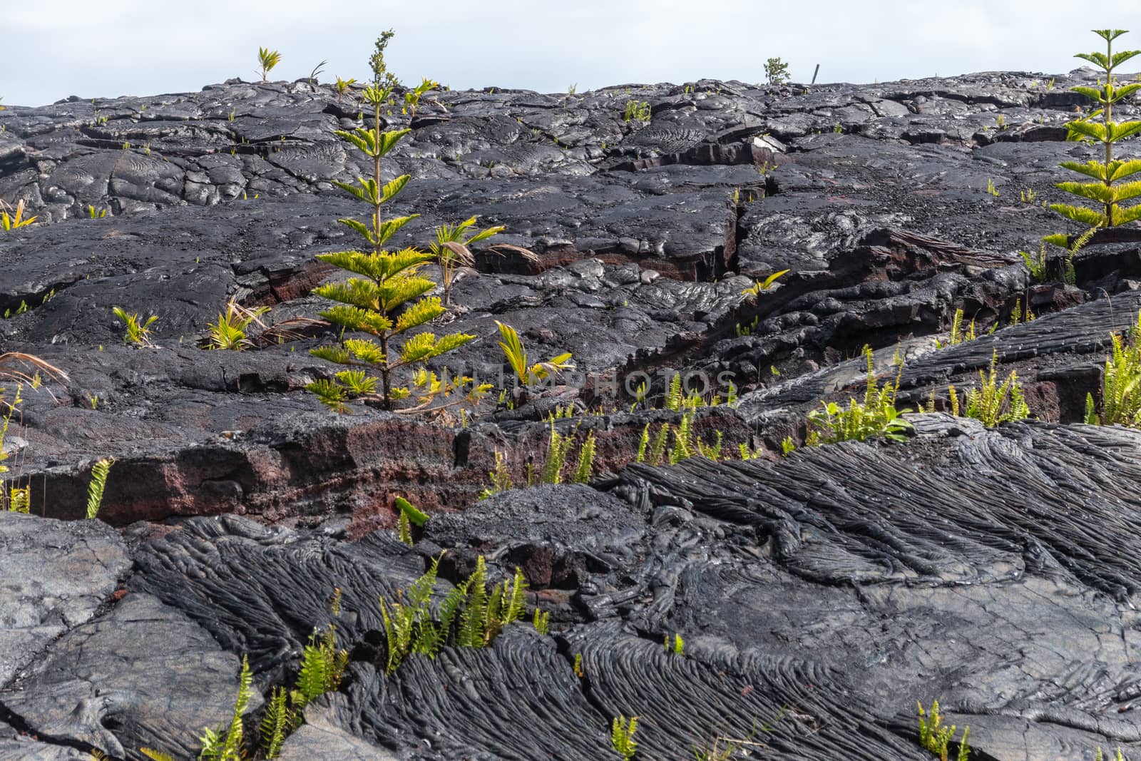 1990 lava hardened into waves, Kaimu, Hawaii, USA. by Claudine