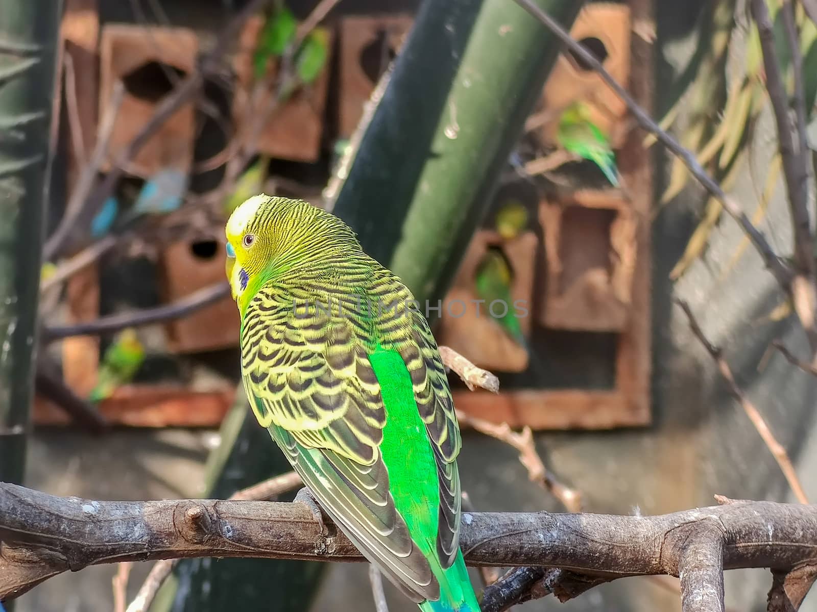 wonderful bird sitting in a cage by devoxer