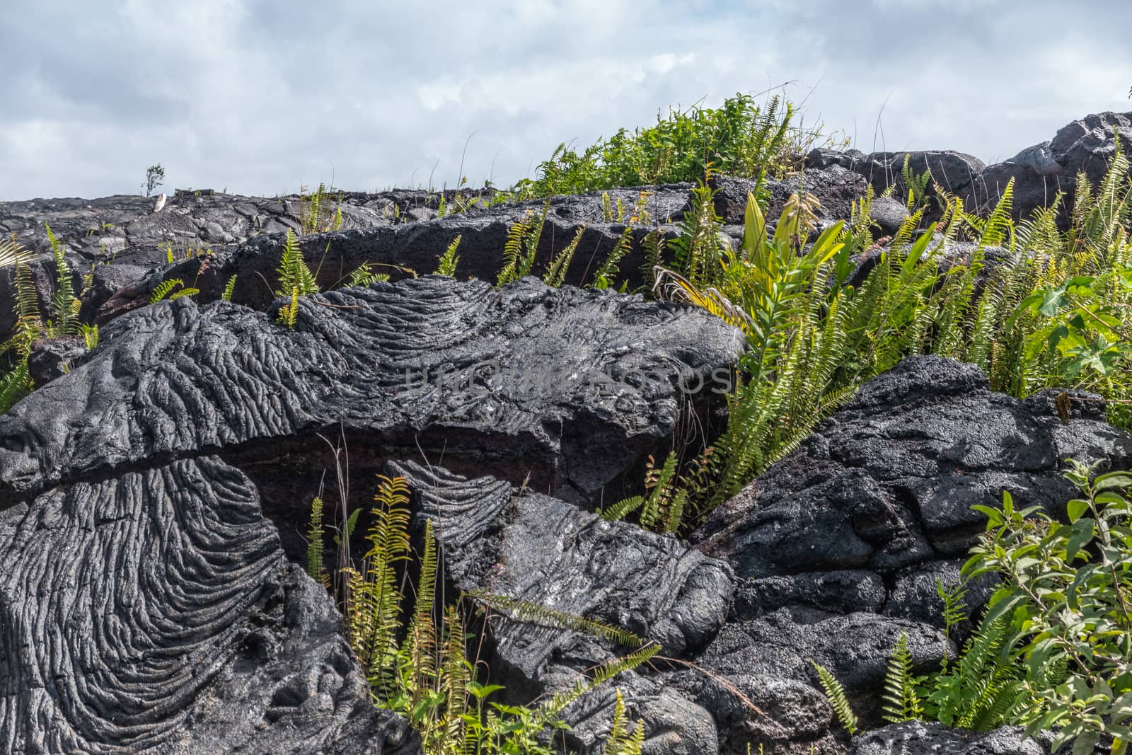 Kaimu Beach, Hawaii, USA. - January 14, 2020: Closeup of blocks of Hardened black Lava field off Kilauea volcano eruption of 1990. Young green ferns under blueish cloudscape