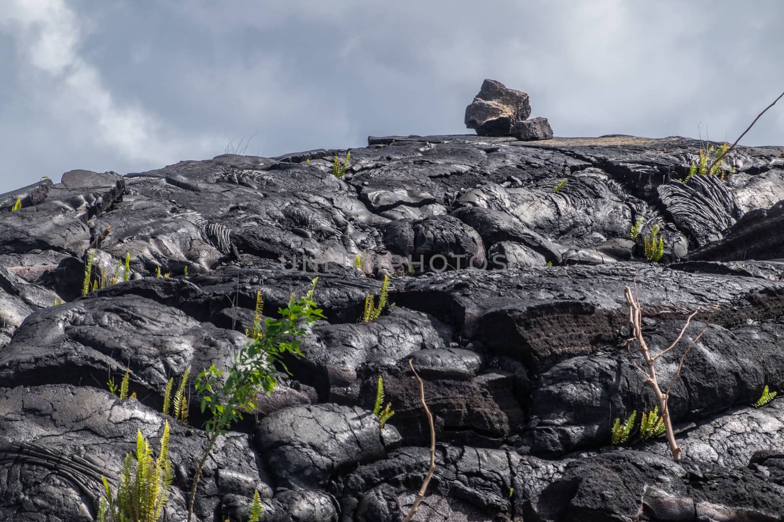 Kaimu Beach, Hawaii, USA. - January 14, 2020: Few rocks on top of Hardened black Lava field off Kilauea volcano eruption of 1990. Young green vegetation and gray cloudscape.