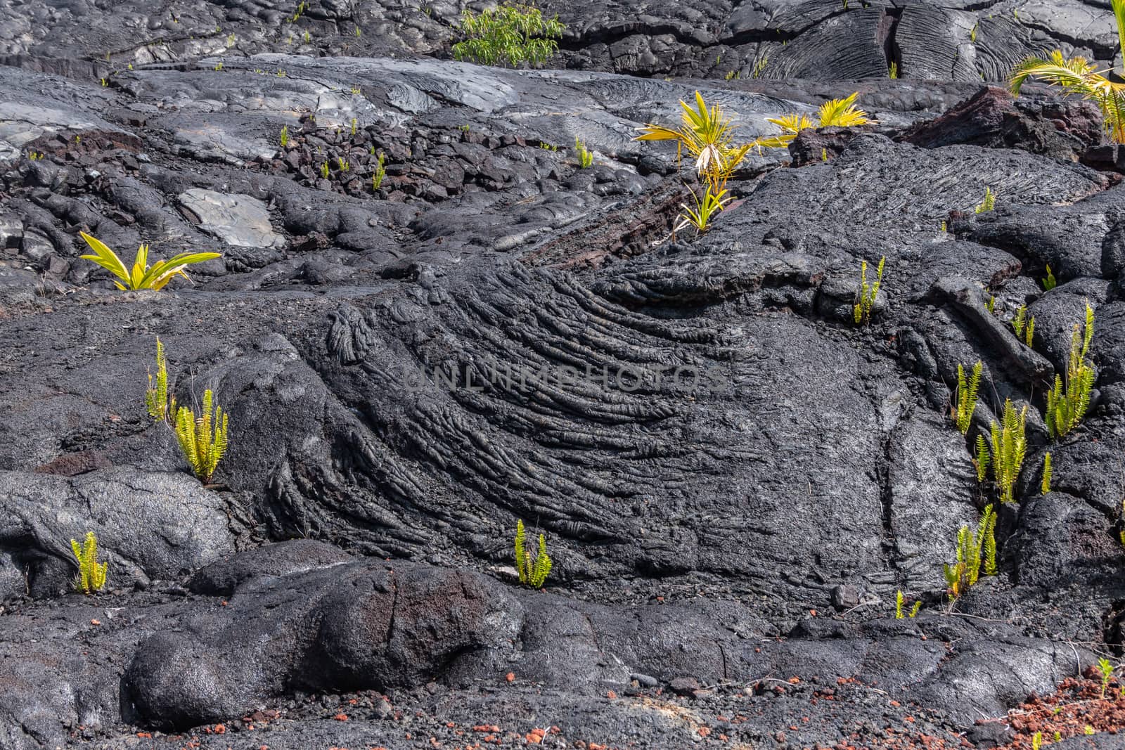 Closeup of dough-like forms of 1990 lava hardened, Kaimu, Hawaii by Claudine