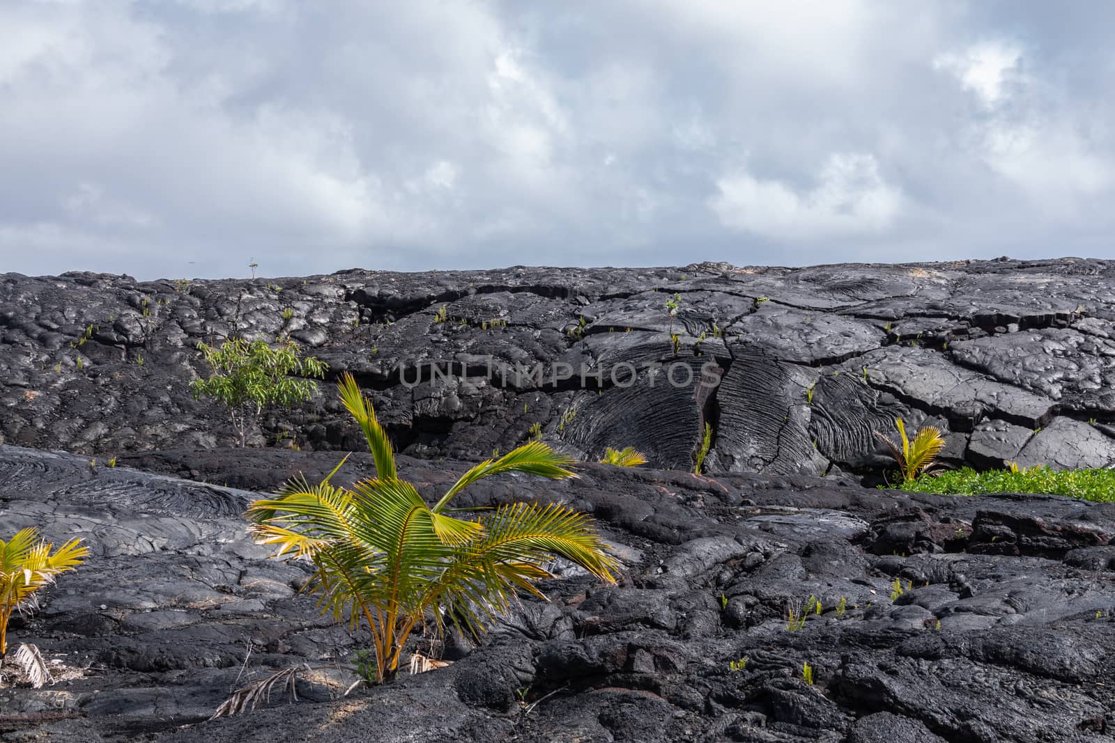 Young palm tree on top of 1990 lava hardened, Kaimu, Hawaii, USA by Claudine