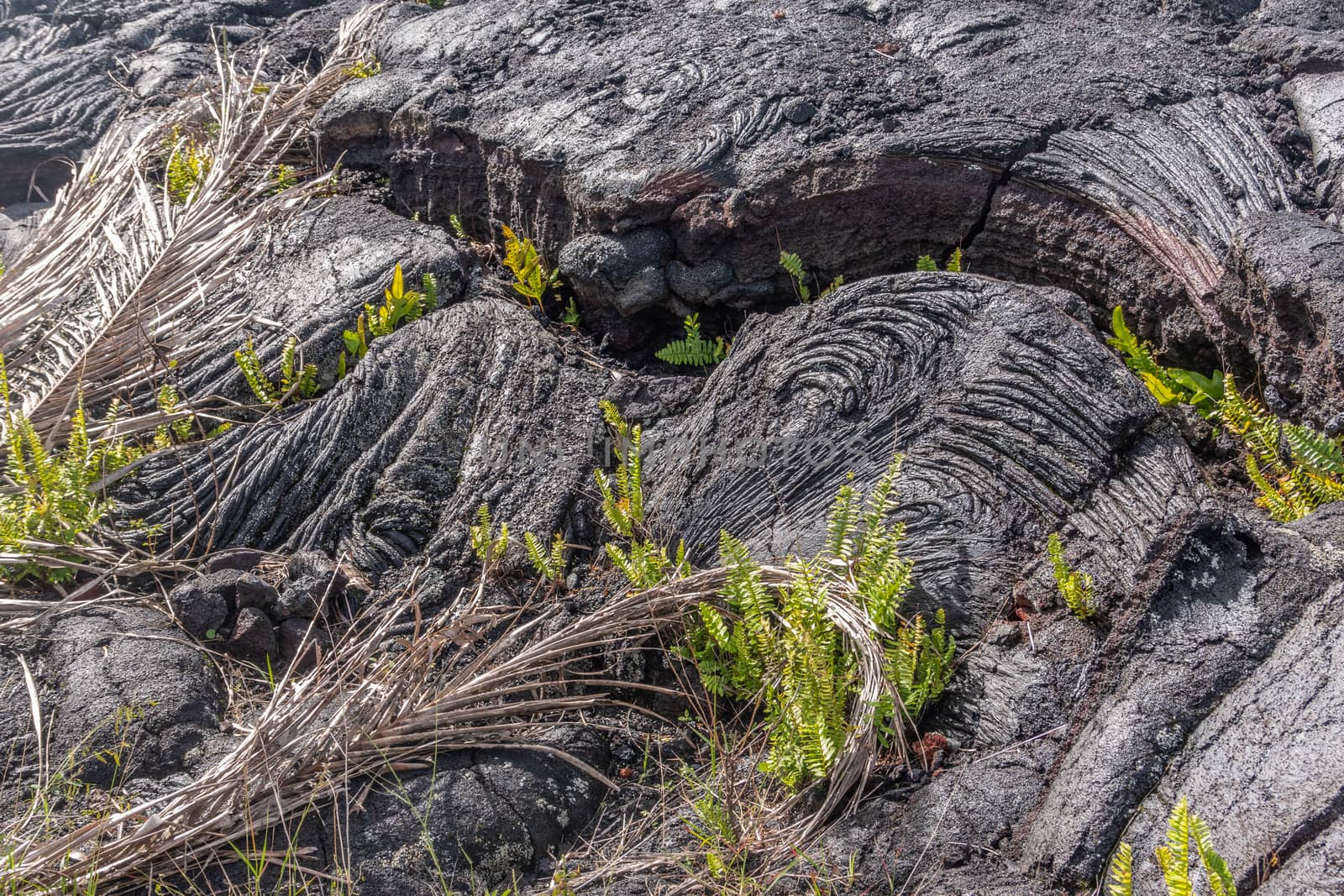 Kaimu Beach, Hawaii, USA. - January 14, 2020: Closeup of waves of Hardened black Lava field off Kilauea volcano eruption of 1990. Some young green ferns.