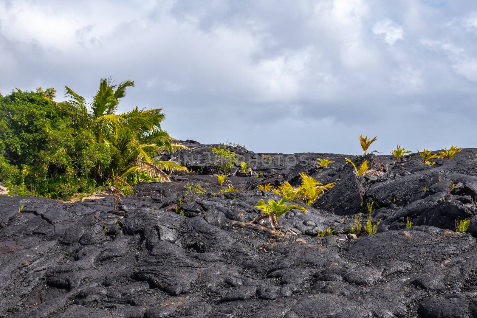 Kaimu Beach, Hawaii, USA. - January 14, 2020: Green bush on top of Hardened black Lava field off Kilauea volcano eruption of 1990 under blueish cloudscape.